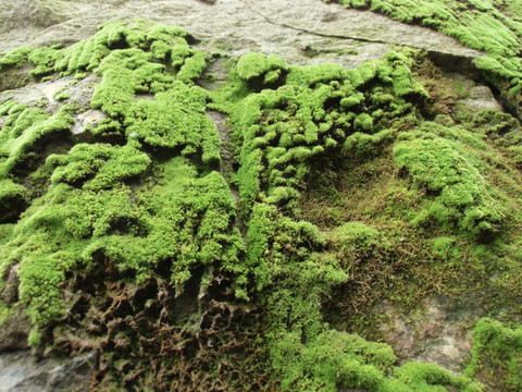 地衣苔藓绿色