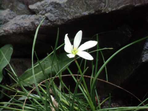 兰花草