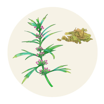 手繪水彩中藥藥材益母草