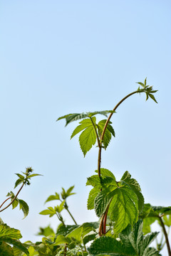 野草绿叶