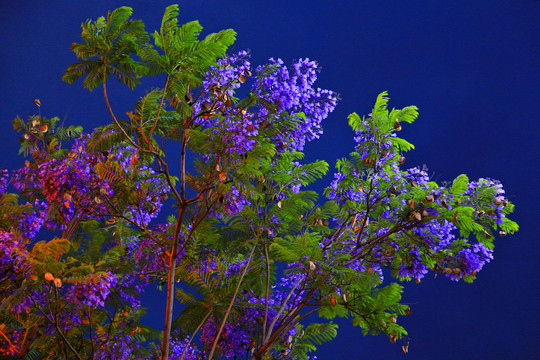 蓝花楹夜景