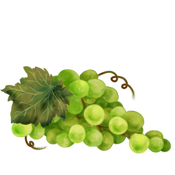 水彩水果葡萄