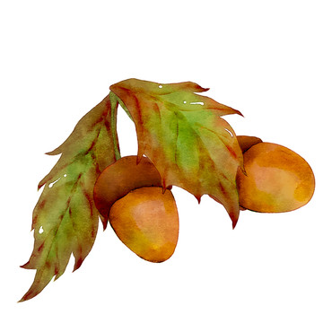 秋天成熟的橡子果实