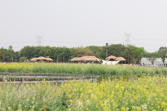 油菜花