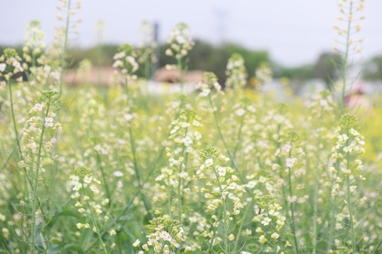 油菜花