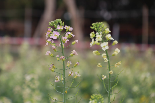 油菜花