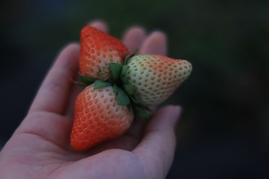 特写摘草莓菜园手