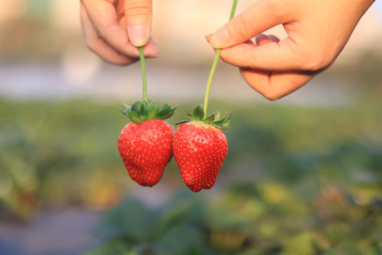 特写摘草莓菜园手