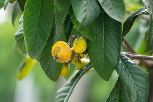 新鲜批把