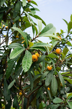 新鮮批把