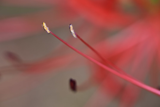 彼岸花花蕊