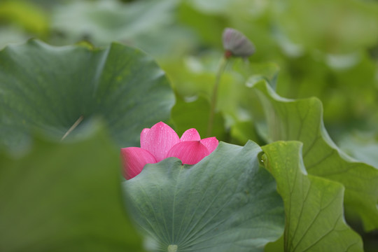 高清荷花摄影