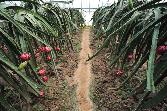 火龙果种植园