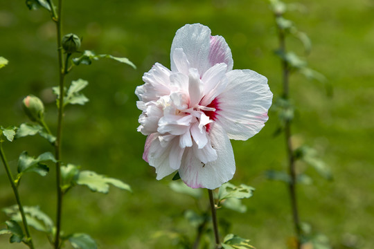 木槿花