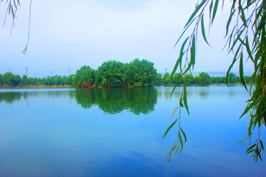 美丽的白鹭湿地公园