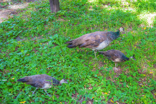 草地上觅食的三只孔雀