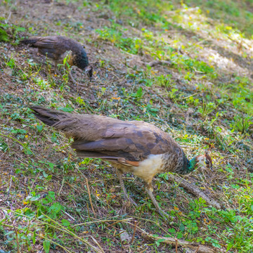 坡地上正在觅食的两只孔雀