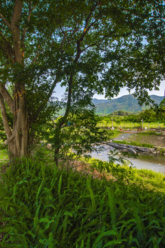 树荫里的风景