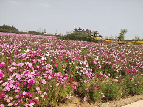 格桑花花海