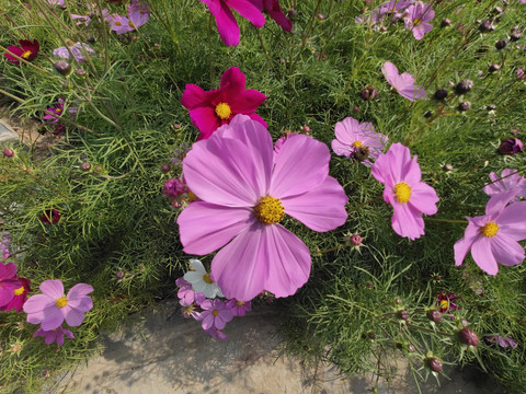 格桑花秋英波斯菊