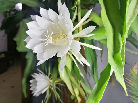 昙花