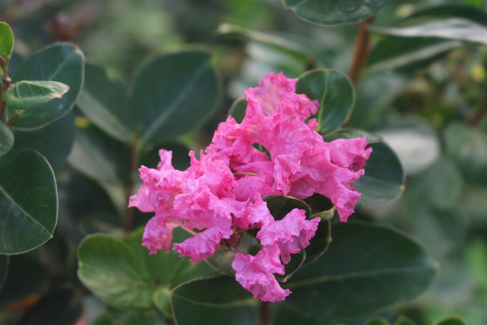 中山市横栏镇花木展花朵