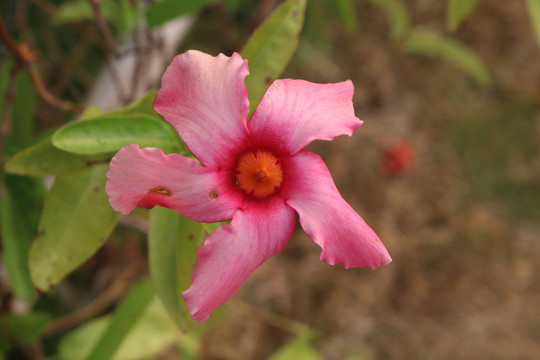 中山市横栏镇花木展花朵