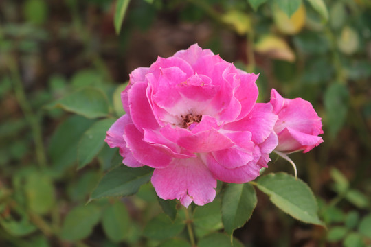 中山市横栏镇花木展花朵