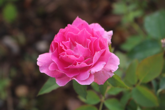 中山市横栏镇花木展花朵