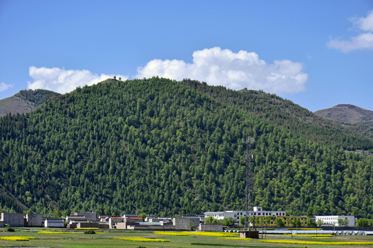 蓝天绿树新农村