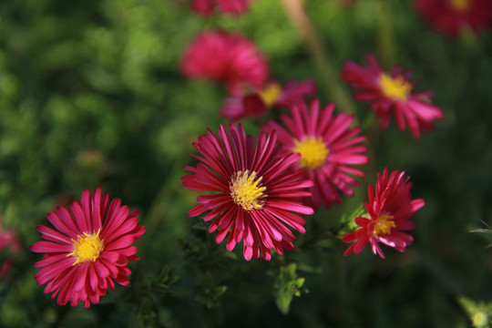 玫红色的小雏菊