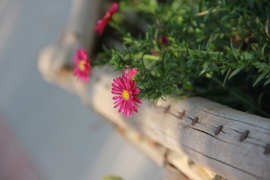 玫红色的小雏菊