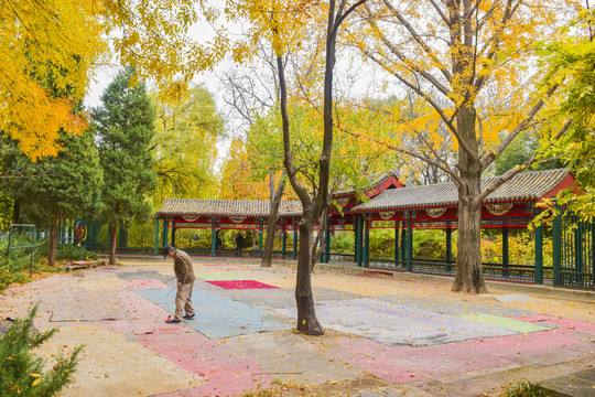 北京紫竹院公园秋日景色