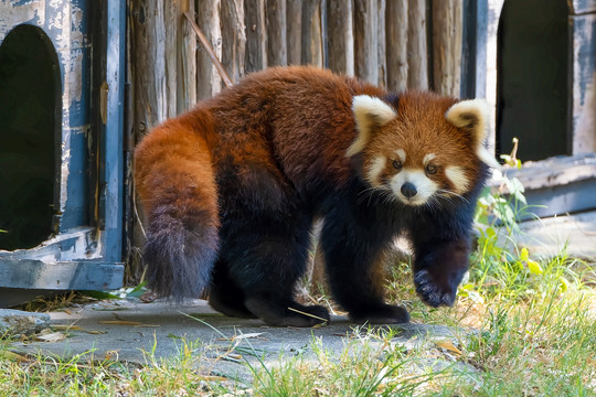 合肥野生动物园小熊猫