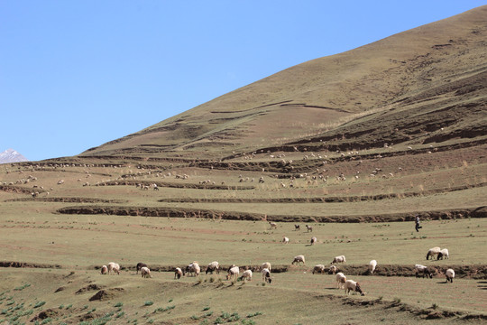 高原山坡上悠闲的羊群