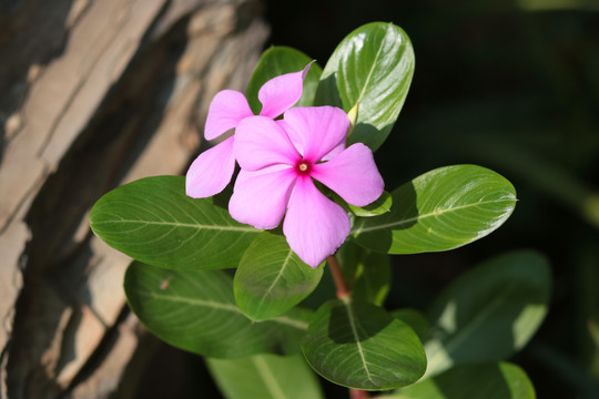 紫色长春花