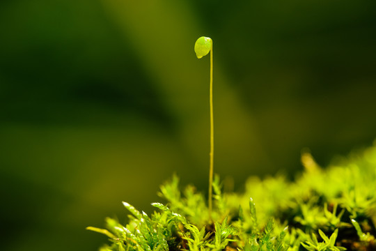 苔藓微距