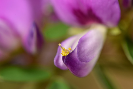 胡枝子花