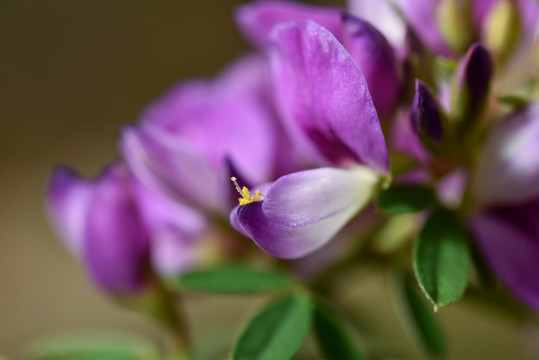 胡枝子花