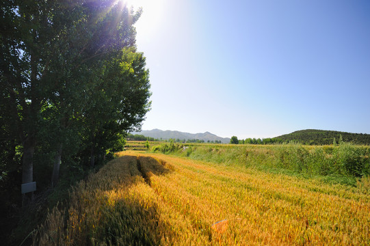 麦子地