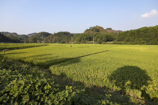 稻田风景