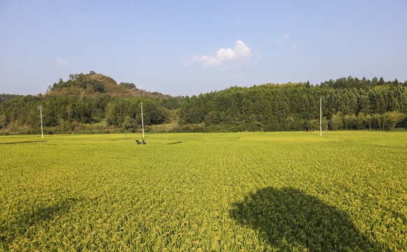 稻田风景