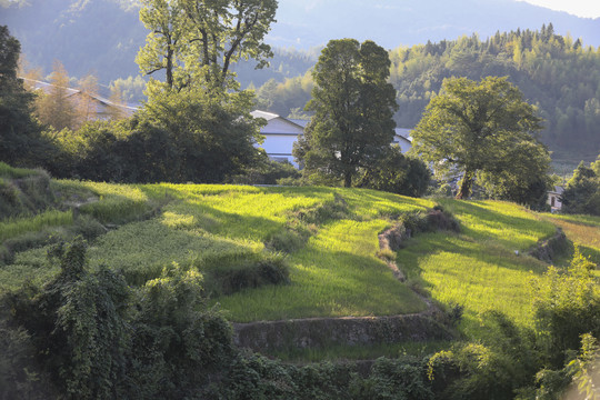 建宁水稻梯田风光