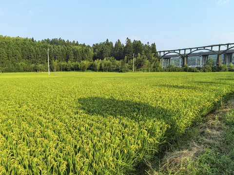 稻田风景