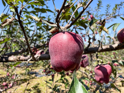 花牛苹果