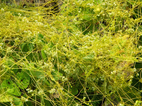 一年生寄生草本植物菟丝子