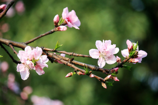 桃花枝