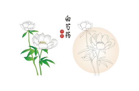 白芍藥