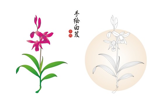 手绘白芨