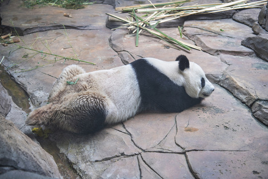 动物园扒在地上的大熊猫刚刚